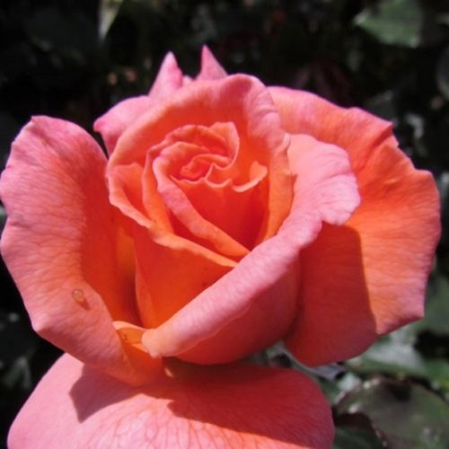 Rosa  My nan™ - różowy  - Róże pienne - z kwiatami hybrydowo herbacianymi - korona równomiernie ukształtowana